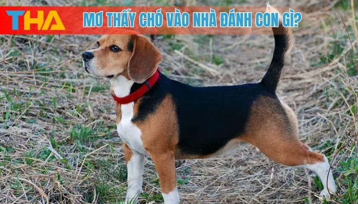 Giải Mã Giấc Mơ Thấy Chó Vào Nhà và 8 Con Số May Mắn 4 Mơ thấy chó vào nhà đánh con gì?