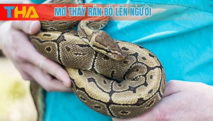 Mơ Thấy Rắn Bò Lên Người Giải Mã Giấc Mơ và 10 Con Số May Mắn 4 Mơ thấy rắn bò lên người