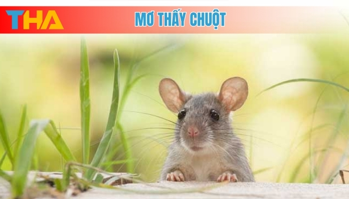 Giải Mã Giấc Mơ Thấy Chuột và 10 Cặp Số May Mắn 4 Mơ thấy chuột