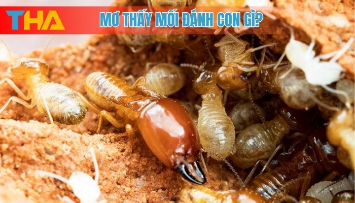 Mơ Thấy Mối Là Điềm Gì? 8 Con Số May Mắn Tại Thienhabet 4 Mơ thấy mối đánh con gì?