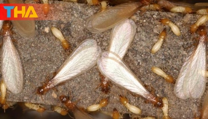 Mơ Thấy Mối Là Điềm Gì? 8 Con Số May Mắn Tại Thienhabet 2 Mơ thấy mối mang ý nghĩa gì?